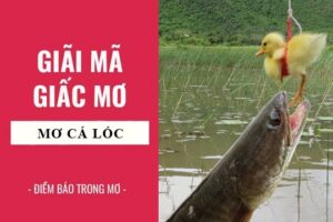 Mơ thấy cá lóc đánh con gì? Giải mã 10 giấc mơ phổ biến