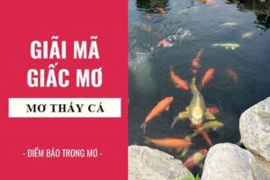 Mơ thấy cá đánh con gì? Giải mã giấc mơ thấy cá năm 2023