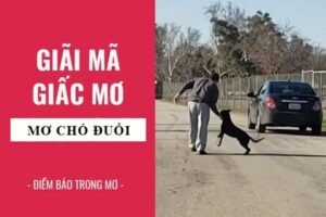 Mơ thấy chó đuổi đánh con gì? 7 điềm báo chính xác nhất