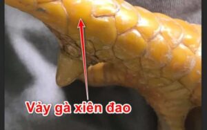 Gà vảy xuyên đao có đá không? 3 điều cần lưu ý khi nuôi chúng