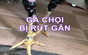 Cách chữa gà chọi bị rút gân - 4 cách hiệu quả từ các sư kê