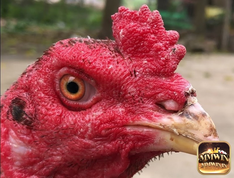 Mào gà chọi trong văn hóa Việt Nam là một bộ phận trên cơ thể gà còn mang nhiều ý nghĩa văn hóa sâu sắc