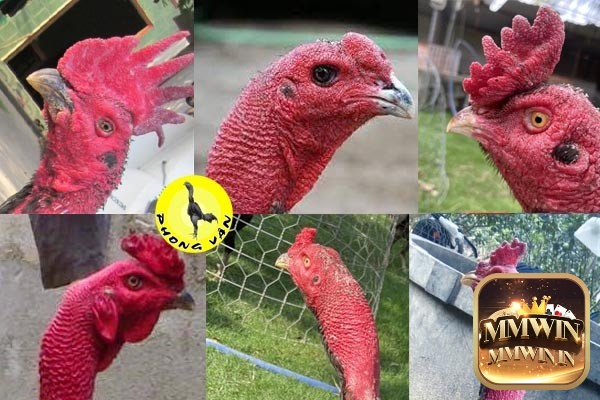 Mào đơn phổ biến nhất tại Việt Nam là hình dạng răng cưa đơn giản, thẳng đứng và có chiều cao khá lớn