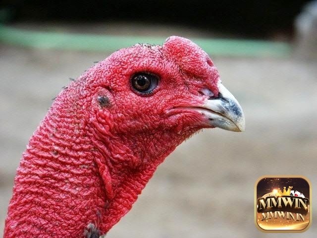 Mào dâu tây là một trong các loại mào gà chọi có hình dạng khá đặc biệt, trông giống như quả dâu tây