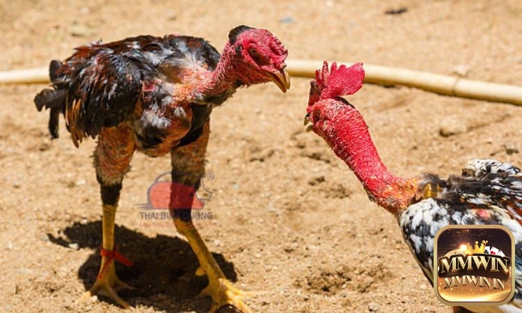 Những lưu ý khi chọn gà dựa vào đặc điểm như mào phù hợp, kích thước cân đối so với cơ thể