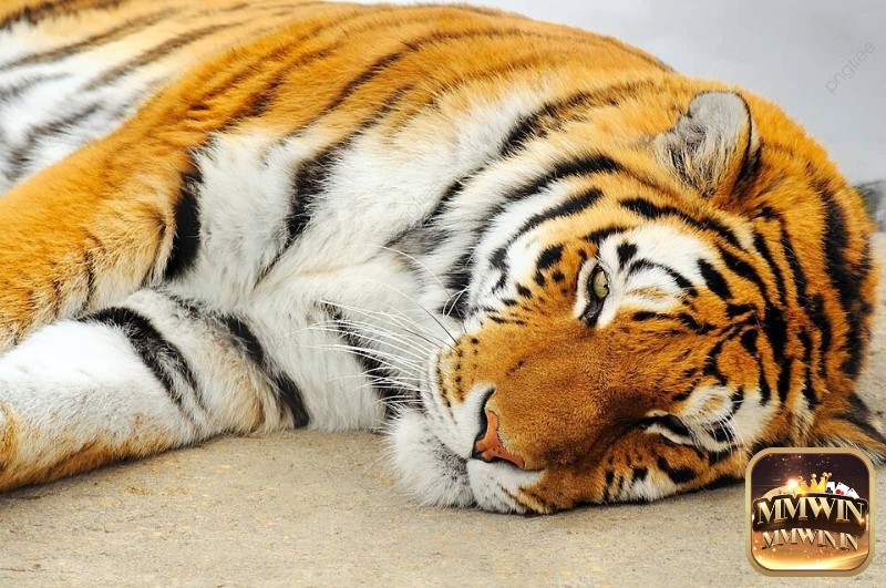 Mộng thấy hổ ngủ mang đến điềm báo về tài vận không tốt