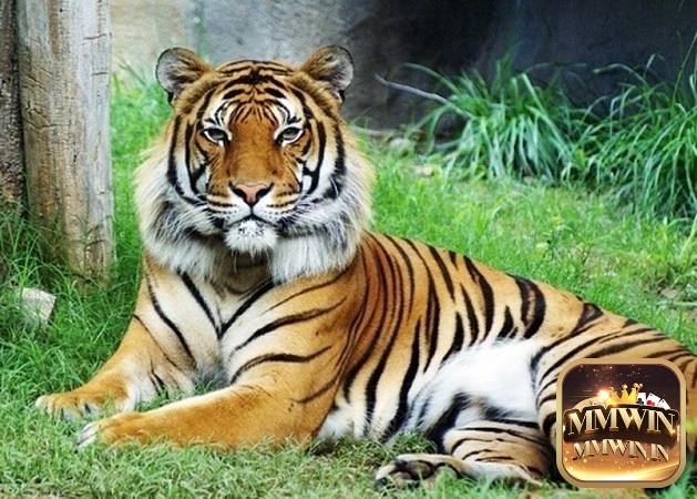 Mơ thấy hổ đánh số mấy?