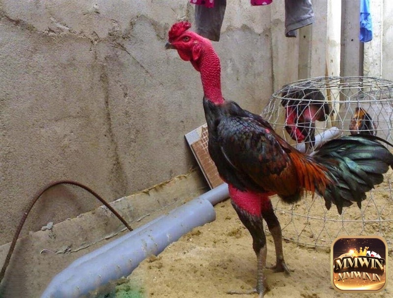 Kiểm tra vùng bụng và phao câu là cách đơn giản để nhận diện gà chọi đang tích mỡ quá mức.