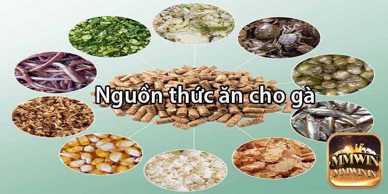 Lựa chọn đúng loại thức ăn là yếu tố cốt lõi để kiểm soát cân nặng hiệu quả trong cách giảm cân cho gà chọi.
