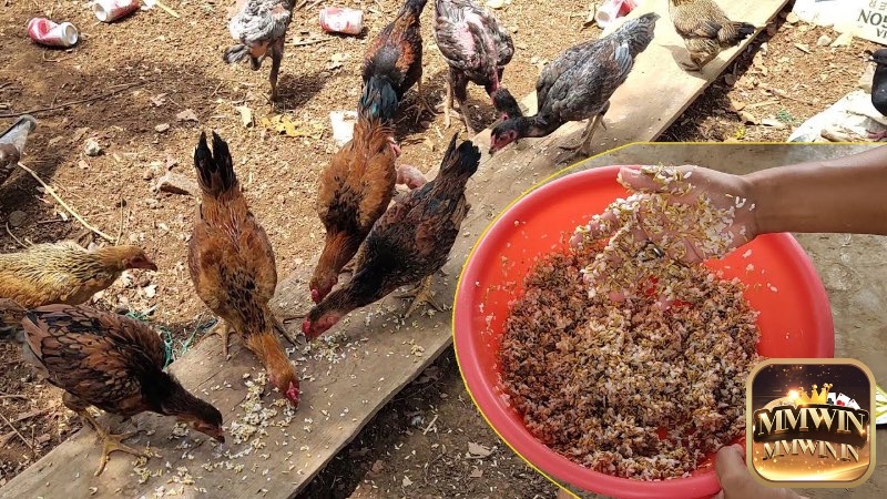 Cho gà ăn đúng giờ và lượng vừa đủ giúp duy trì trao đổi chất, hạn chế tích mỡ.