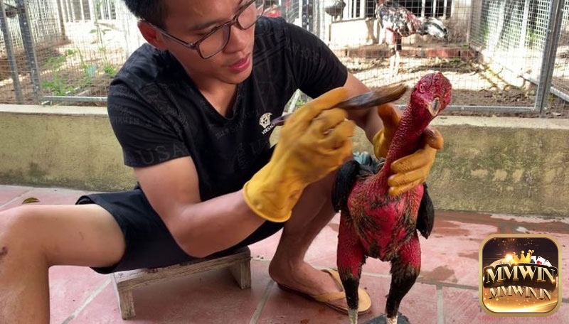 Om bóp bằng lá thuốc giúp gà săn chắc cơ, tan mỡ và phục hồi nhanh sau khi tập luyện.