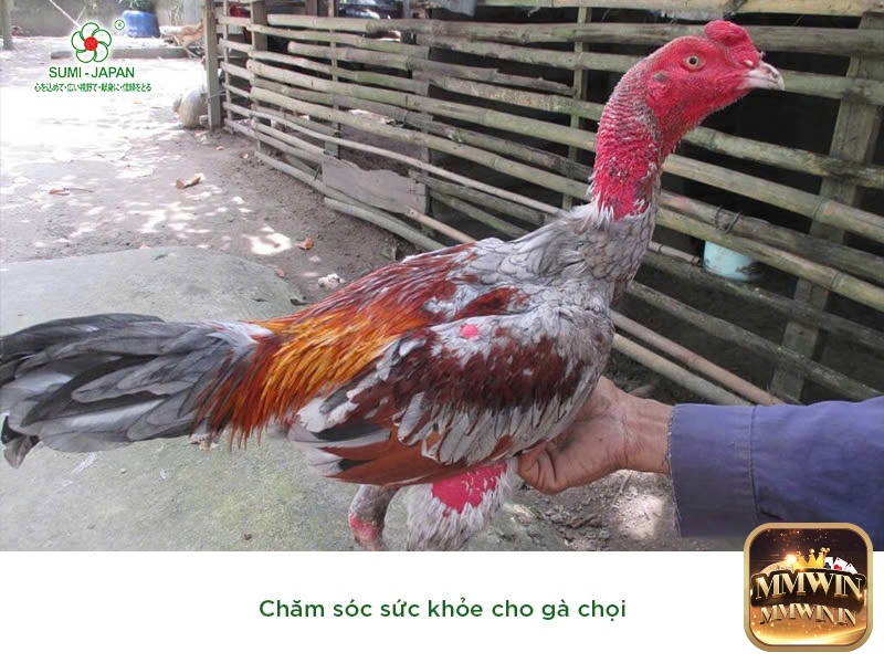 Giảm cân quá nhanh hoặc tập luyện quá sức là cách giảm cân cho gà chọi có thể khiến gà suy nhược và mất phong độ thi đấu.