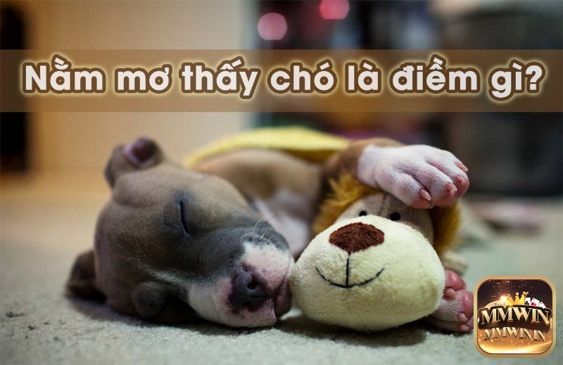 Giải mã giấc mơ thấy chó và tìm ra điềm báo tâm linh