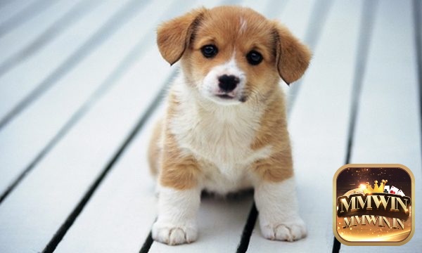 Giải mã giấc mơ thấy chó là cơ hội để bạn làm giàu