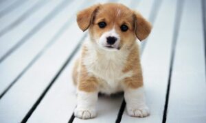 Giải mã giấc mơ thấy chó hên hay xui? Đánh số đề mấy?