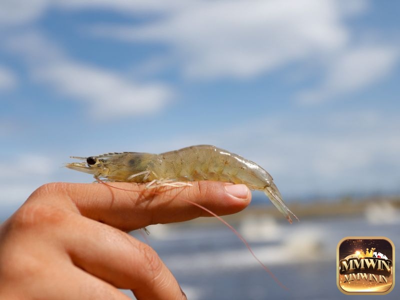 Mơ thấy tôm đánh số gì để phát tài? 