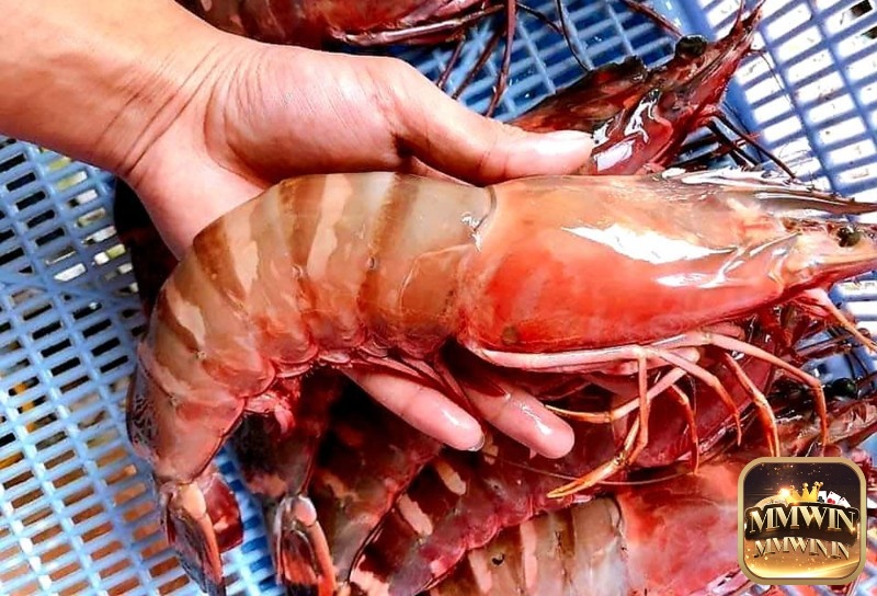 Tôm to trong mơ nhắc bạn không nên ngạo mạn và tự tin quá mức 