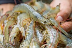 Mơ thấy tôm đánh số gì giúp đề thủ trúng đậm chiều nay?